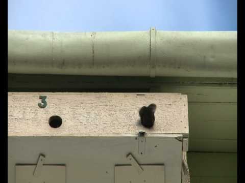 Swift Coming out from the nest! 