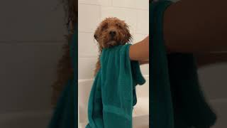 Curly Dog Bath Time!
