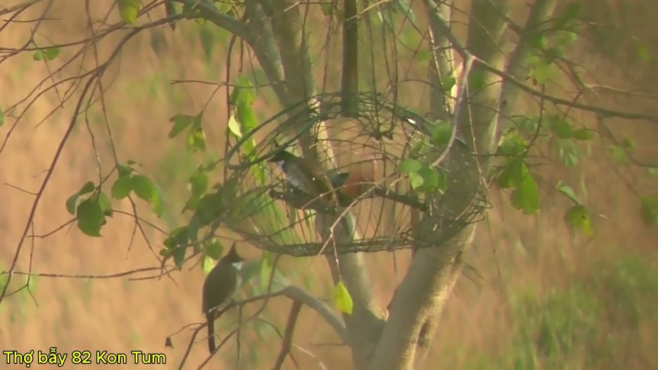 CHÀO MÀO BẪY ĐẤU KON TUM-GẶP BỔI MÀ TOÀN NHÌN NHAU KHÔNG