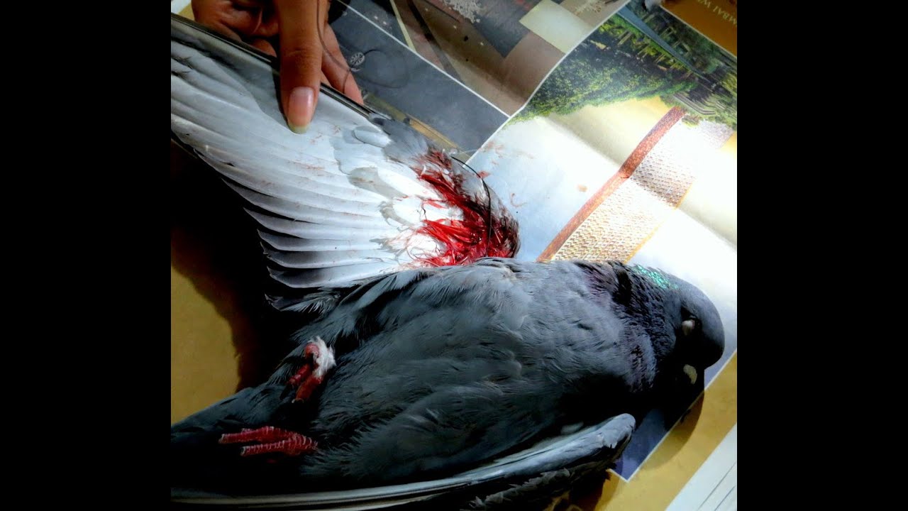 Handling Bird Emergencies during Makar Sankranti Festival in India