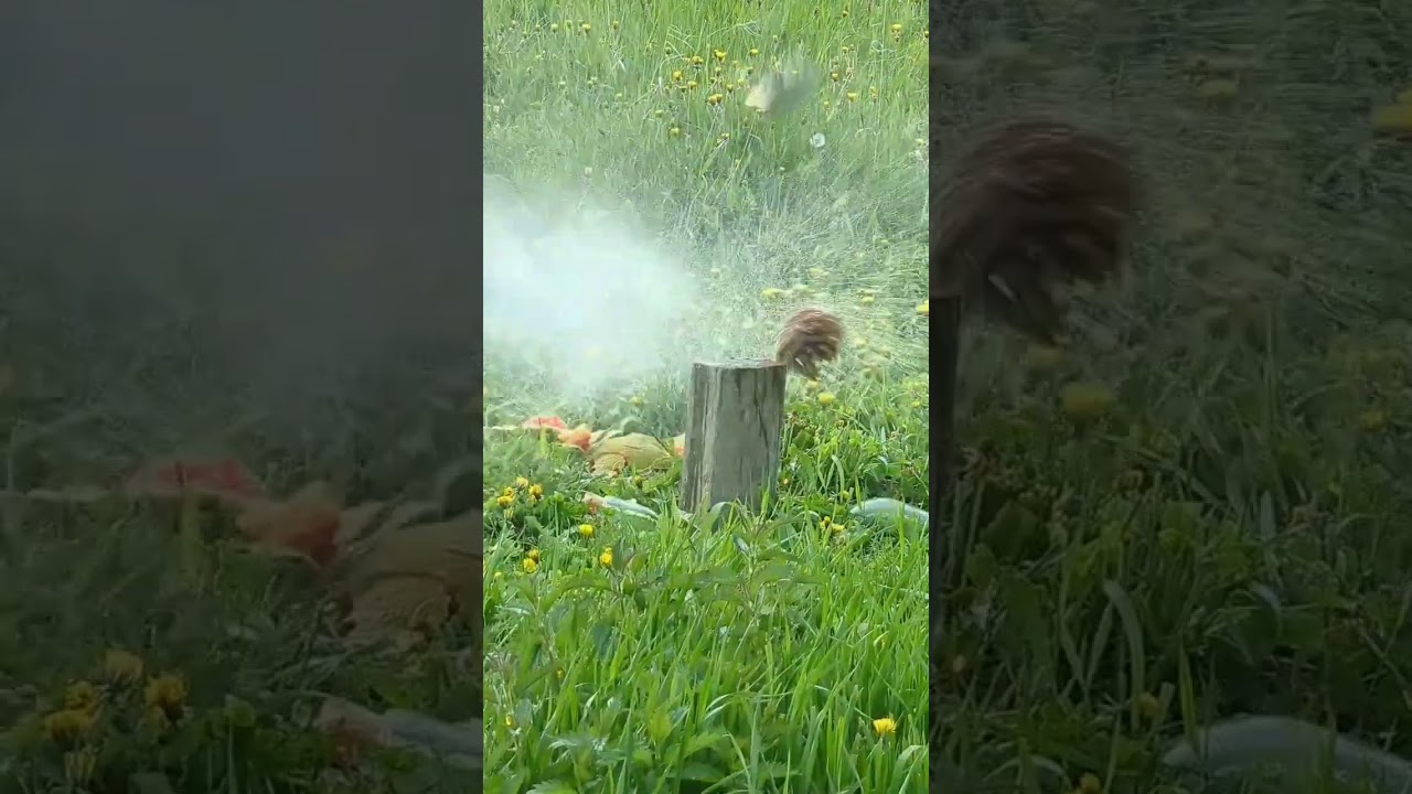 Exploding fruit 💥 