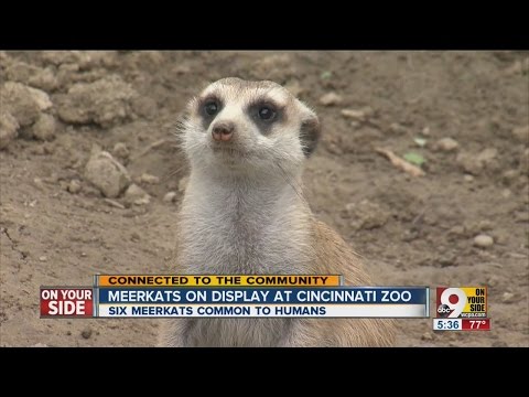 Meerkats on display at Cincinnati Zoo