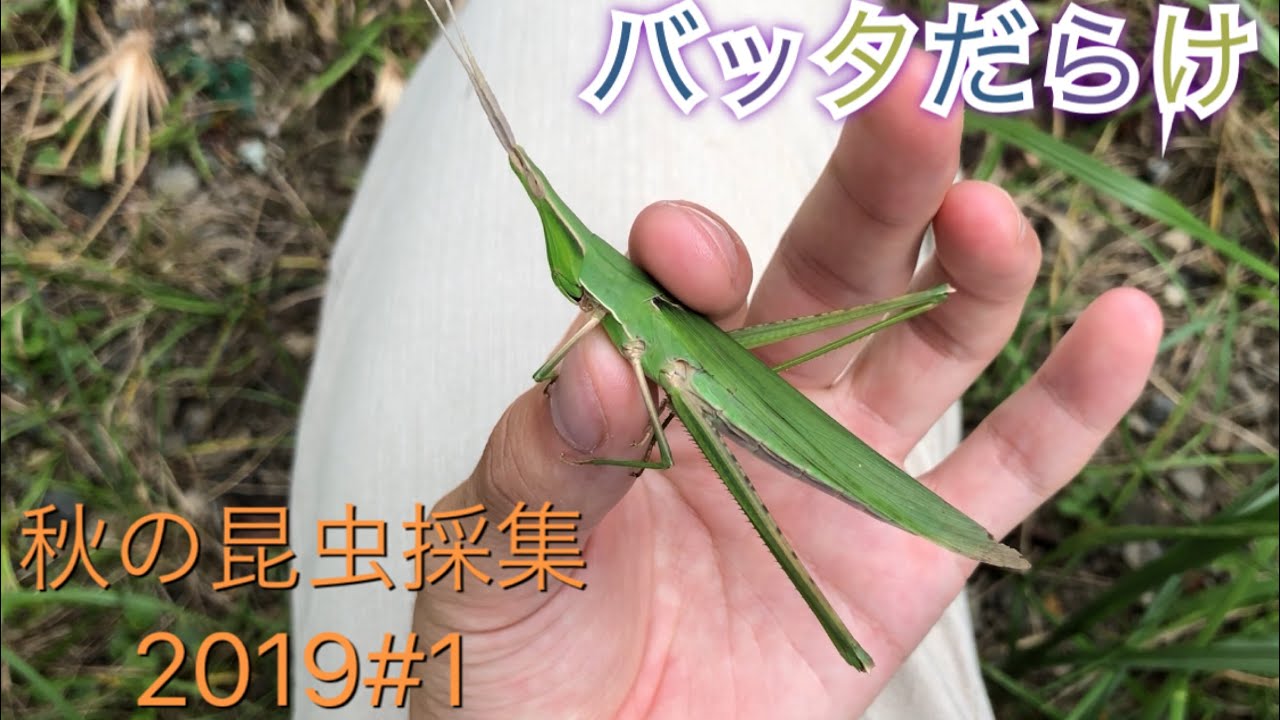 ショウ リョウ バッタ の 飼い 方