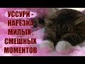 Смешной кот Уссури. Нарезка милых/смешных моментов # 3