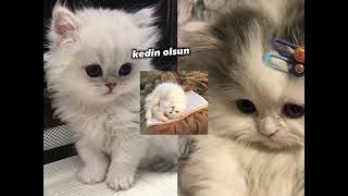 Kedin Olsunailen Kedi Isteğine Karşı Çıkmasınsubliminal