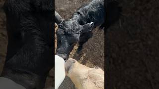 When One Bottle Calf Eats His Bottle Before the Other!