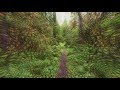 Synesthetic forest walk (Psychedelic replication)