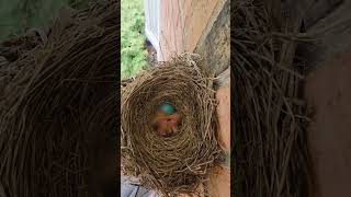 Robin babies hatched 5/2/2026 at my house #robins #hatchlings