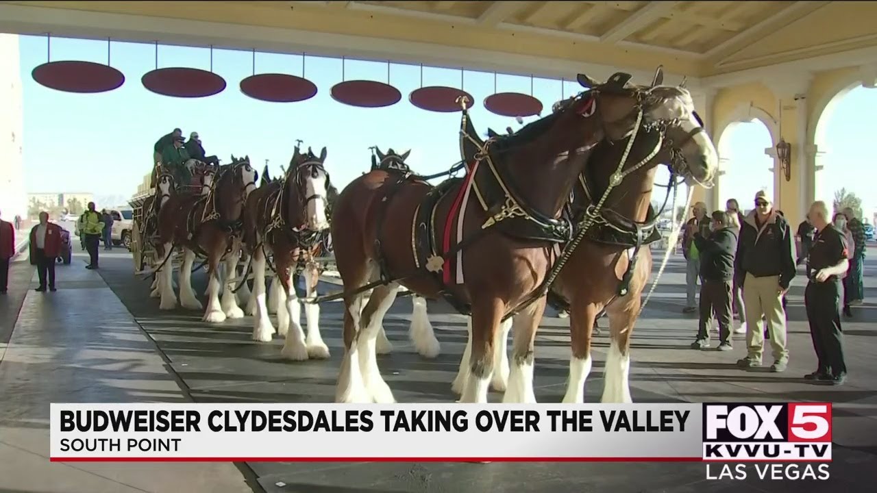 Clydesdales stop in Las Vegas on way to Super Bowl YouTube