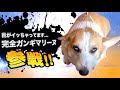 爆笑イッヌ全員参戦!!part58