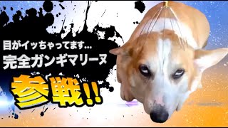 爆笑イッヌ全員参戦 Part58 Youtube