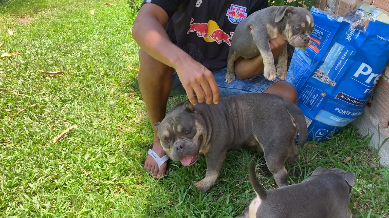 FILHOTES DE AMERICAN BULLY MICRO COM 60 DIAS - para venda  - genética musculosa