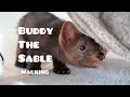 Buddy the sable is walking in the park