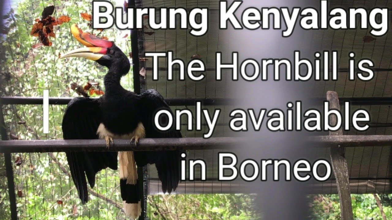 Burung Kenyalang The Hornbill Is Only Available In Borneo Youtube