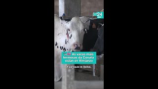 🐮 VIMIANZO | As VACAS con mellor tipo da Coruña están na parroquia de BAÍÑAS