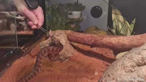 Feeding my woma python