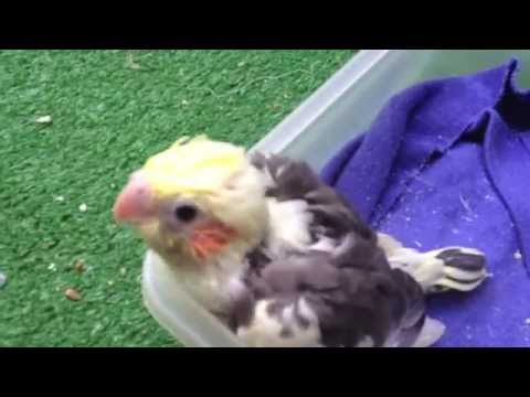 Cockatiel chicks 4-5 weeks old. This is 