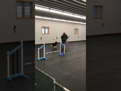 Charlie Agility Games 
