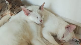 Cats & Kittens Are 844 & 753 & 679 & 596 & 495 & 478 & 430 & 354 & 239 & 201 & 101 & 261 &195 &93&59