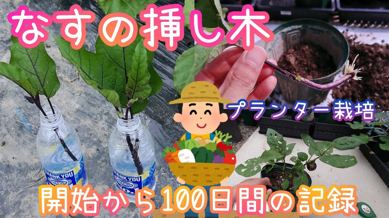 ナスの挿し木 わき芽を苗にしてから100日間の記録 家庭菜園 21年 Youtube