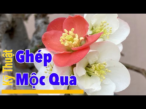 Video: Mộc Qua Nhật Bản - Trồng Và Sử Dụng