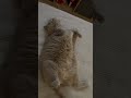 My beauty British cat Lilu, April, 2026 #shorts #cat #beauty #british #lilu #april  #2026