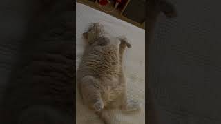 My beauty British cat Lilu, April, 2026 #shorts #cat #beauty #british #lilu #april  #2026