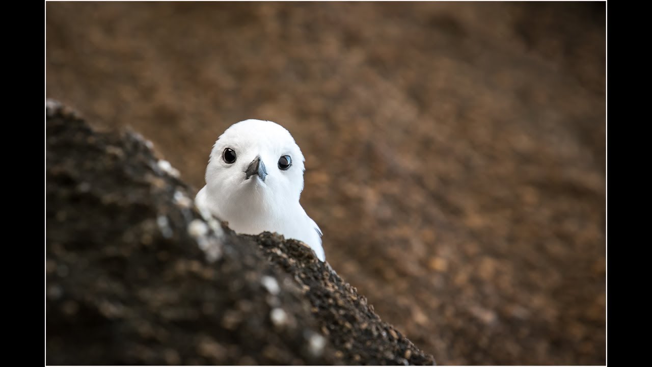 A GRANDE REPORTAGEM -  ILHA DA TRINDADE