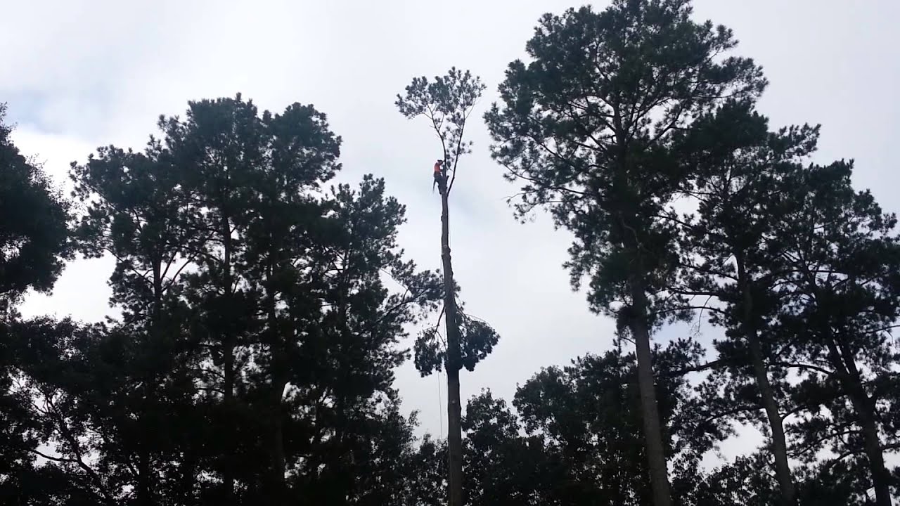 100ft Pine Tree Removal - YouTube