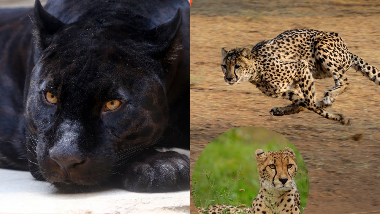 Quelle est la différence entre Panthère, Jaguar, Léopard et Guépard ? YouTube Quelle est la différence entre Panthère, Jaguar, Léopard et Guépard ? YouTube