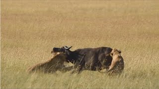 Nomadic Lions Hunt Buffalo