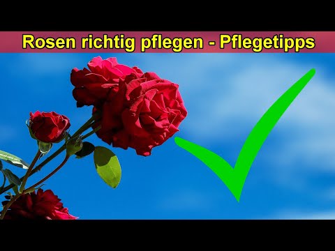 Video: Können Hibiskus-Rosenblätter als Indikatoren verwendet werden Wie?