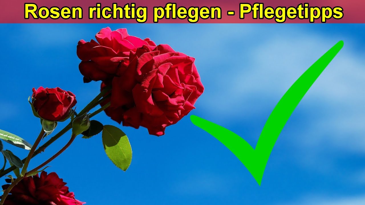 Rosen Pflege Tipps – Rosen richtig pflegen – Rosen Schneiden, Standort ...