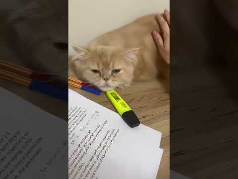 هالقط معه هالمشكلة في التنفس