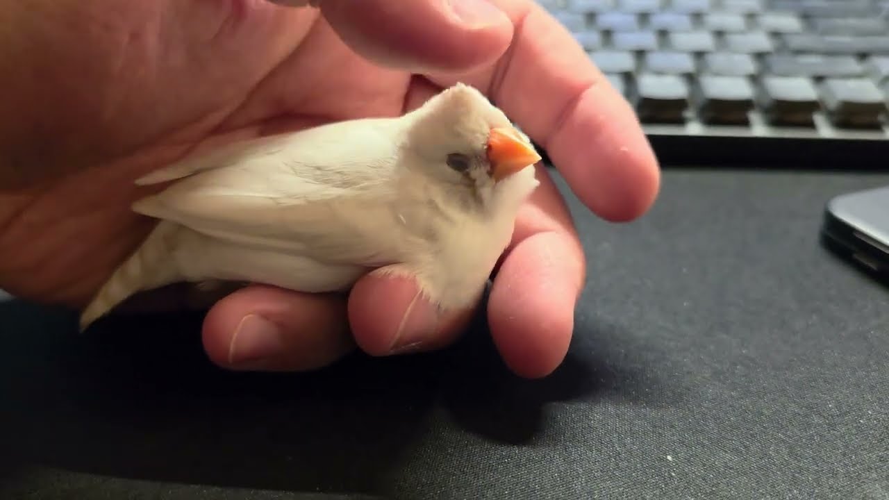 Zebra finch scritches - YouTube