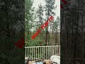 TIMBER!!!