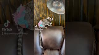 Marmoset monkey sunning  pocket monkey finger monkey pets of TikTok Petsofinstagram Instagram￼