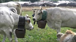 Mucche Con Campanacci Al Pascolo Dal Ritorno Dall Alpe A Pontechie Cn Dom. 15 - 9 - 2019.