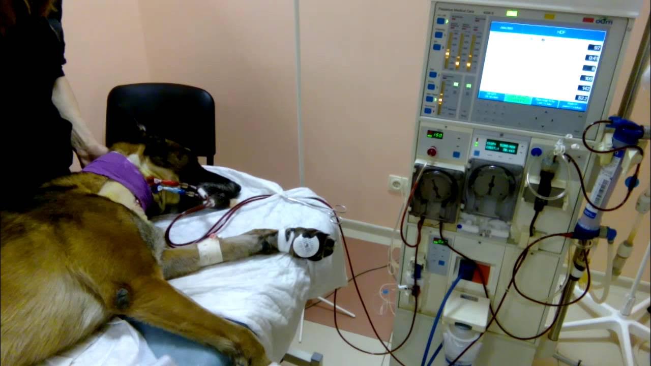 Перитонеальный диализ собаки. Гемодиализ для собак в казани. Гемодиализ в ветеринарии. Гемодиализ для кошек. Гемодиализ в ветеринарии.