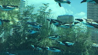 外国人のオススメ店舗紹介【サンシャインシティ水族館】空飛ぶペンギン？