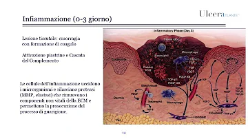 Quanto dura il processo di cicatrizzazione?