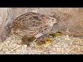 Broody Coturnix quail with chicks (Part 1)