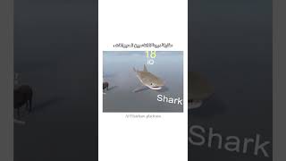 مقارنة بين ذكاء الحيوانات والبشر ..