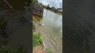 Massive Grass carp fight in a small pond🎣