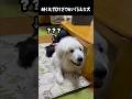 動かないとぬいぐるみすぎる愛犬 #greatpyrenees #犬のいる生活 #大型犬のいる生活 #大型犬 #大型犬と暮らす #グレートピレニーズ #愛犬 #ペット #癒し