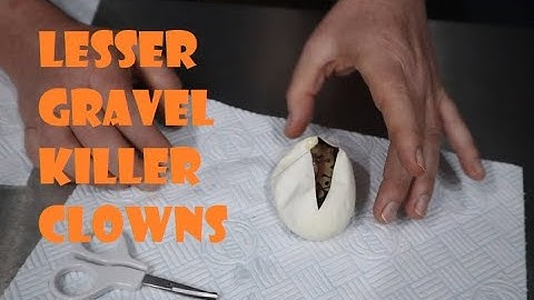 Lesser Gravel Killer Clowns are here! First Ball Python Egg Cut of 2023