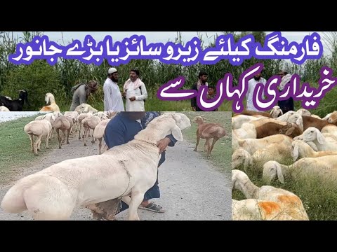 دنبہ فارمنگ! قربانی کے لئے زیرو سائز یا بڑے جانور خریدیں - YouTube