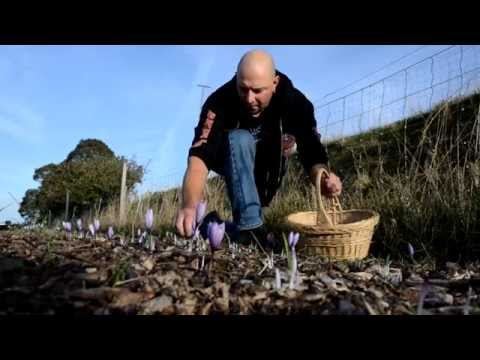 Vidéo: 3 façons de se débarrasser des vignes