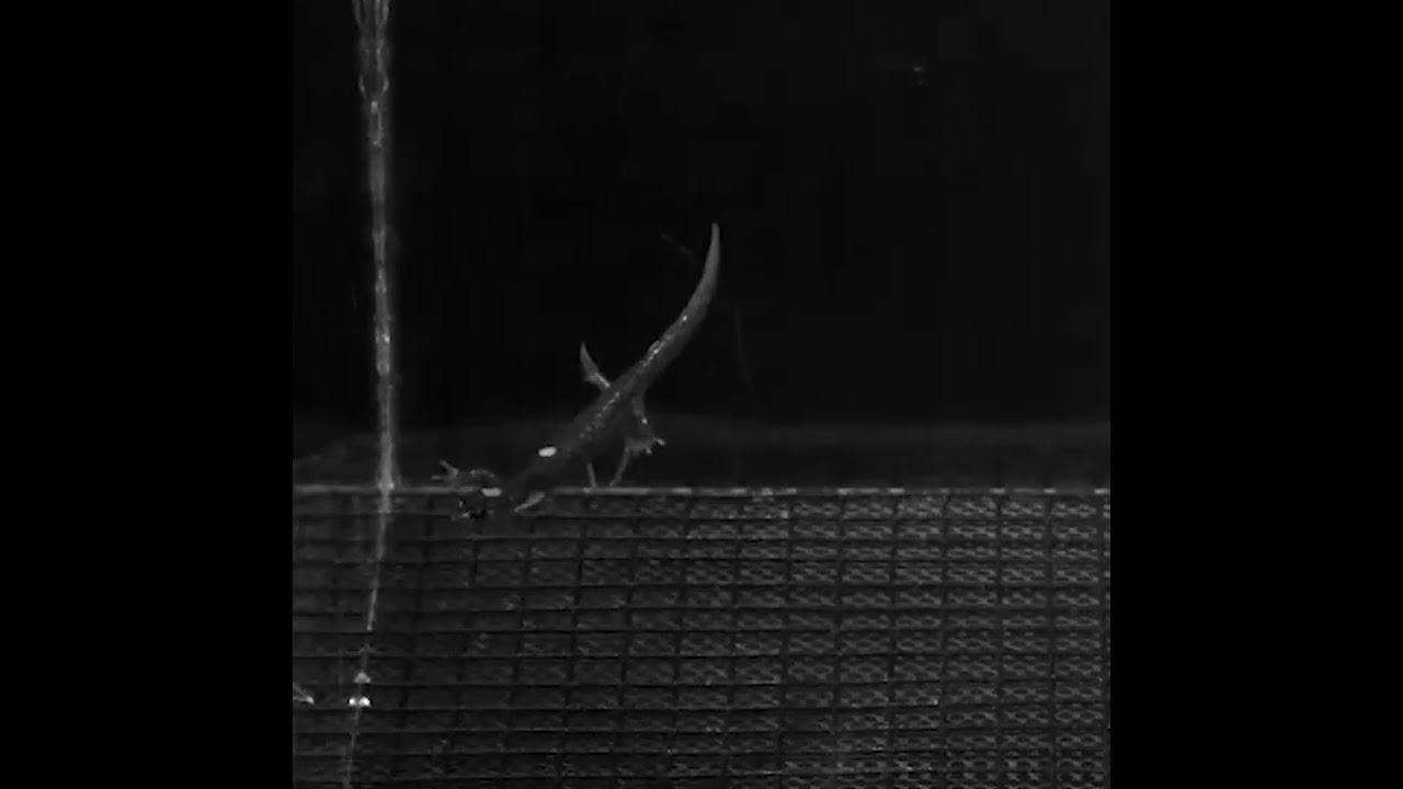 Science Snapshot: Free Fallin’ Salamanders