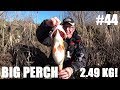 #44 Big Perch Caught On The Z-Man Boar HogZ! 51 cm / 5.49 lb (2.49 kilo)! (Barsch)